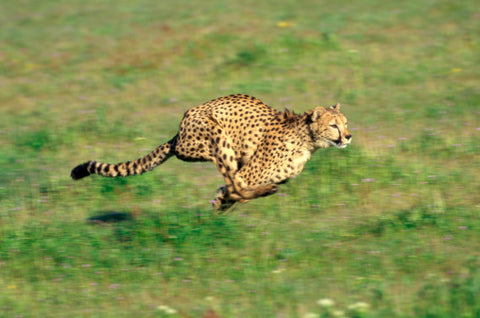 Speeding cheetah