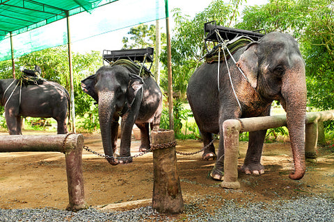 Thai elephants