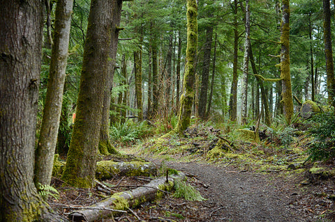 Trail near Fort Clatsop