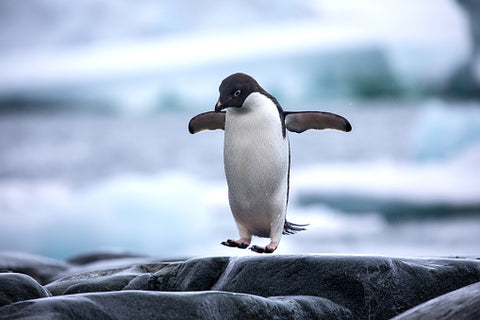 Penguin power