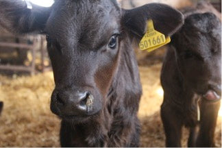 Kalb im Stall von Joe Schneider