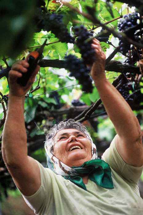 Die Arbeit in der Pergola