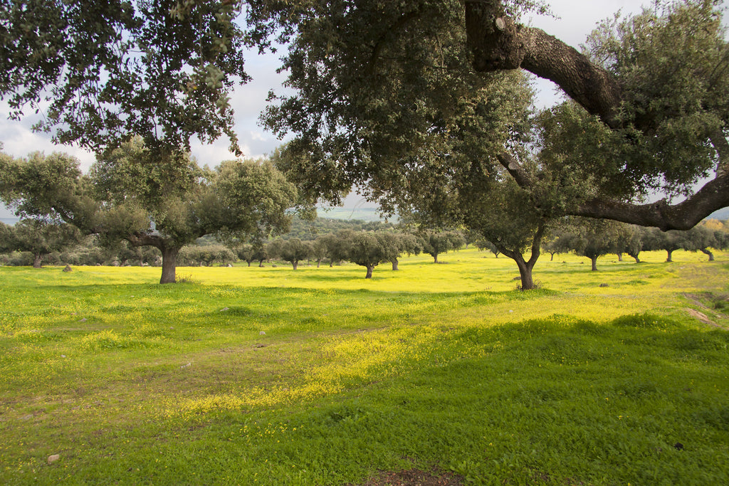 Korkeichenwälder in Alentejo - Maitre Philippe & Filles