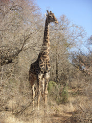 Giraffe standing tall next to a tree