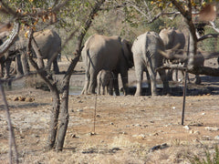 Elephants standing and drinking at waterhole