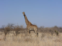 Giraffe standing in the veld