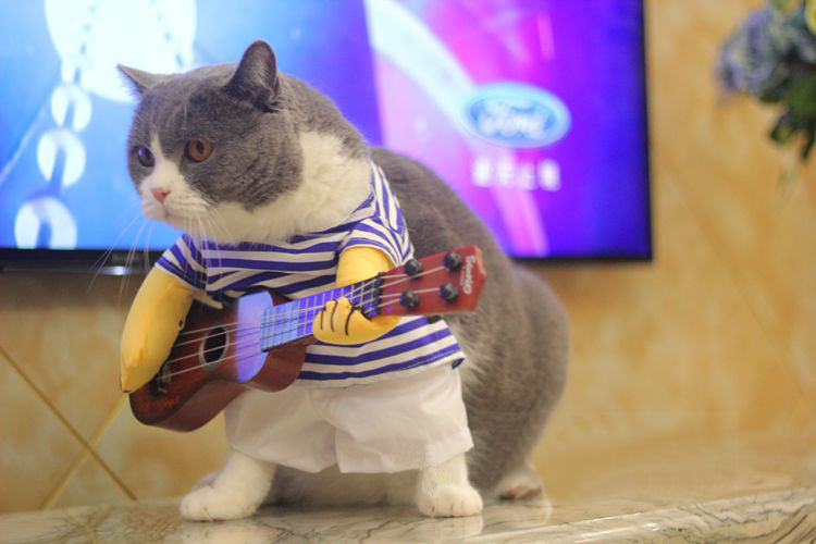 Funny-Cat-Clothes-Costume-T-shirt-Guitar-Rock-Singer-Cosplay-Pets-Dags-Costume-Pet-Apparel-Jacket_e9799d6a-318d-40ec-96b7-dddc48ddda70_1200x1200.jpg