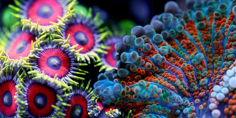 Colorful corals
