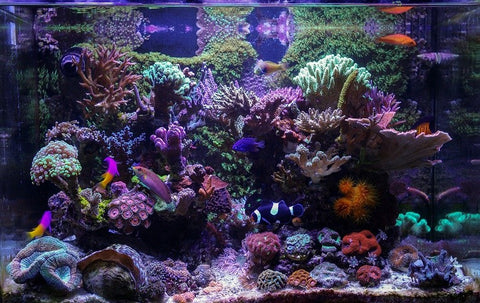 Marine Aquarium Tank