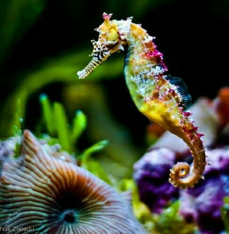 Seahorse