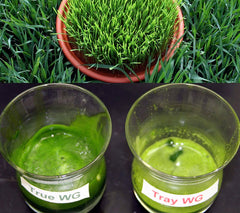 true vs tray wheatgrass