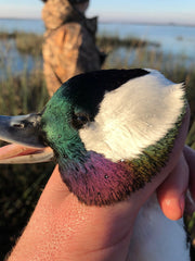 Flare Duck