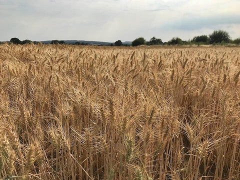 wheat field