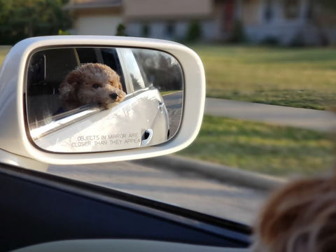 dog in mirror