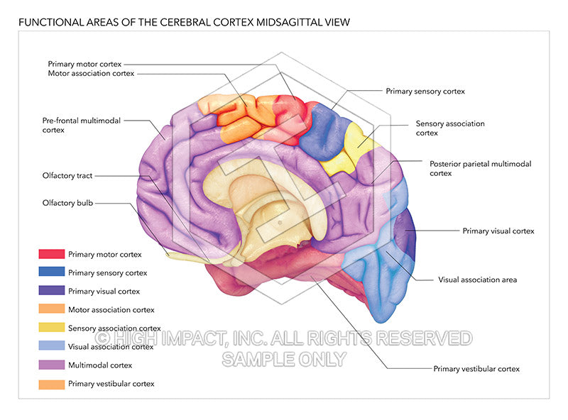 brain midsagittal view