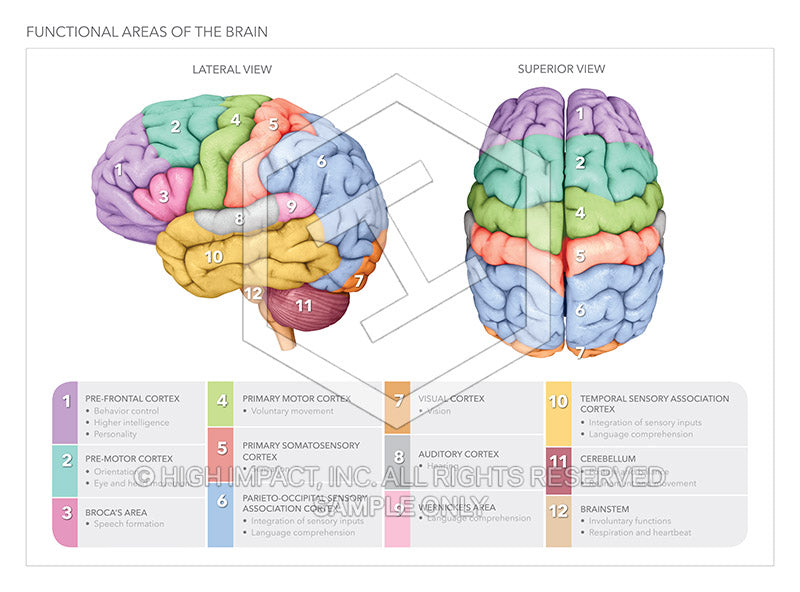 brain illustration frontal