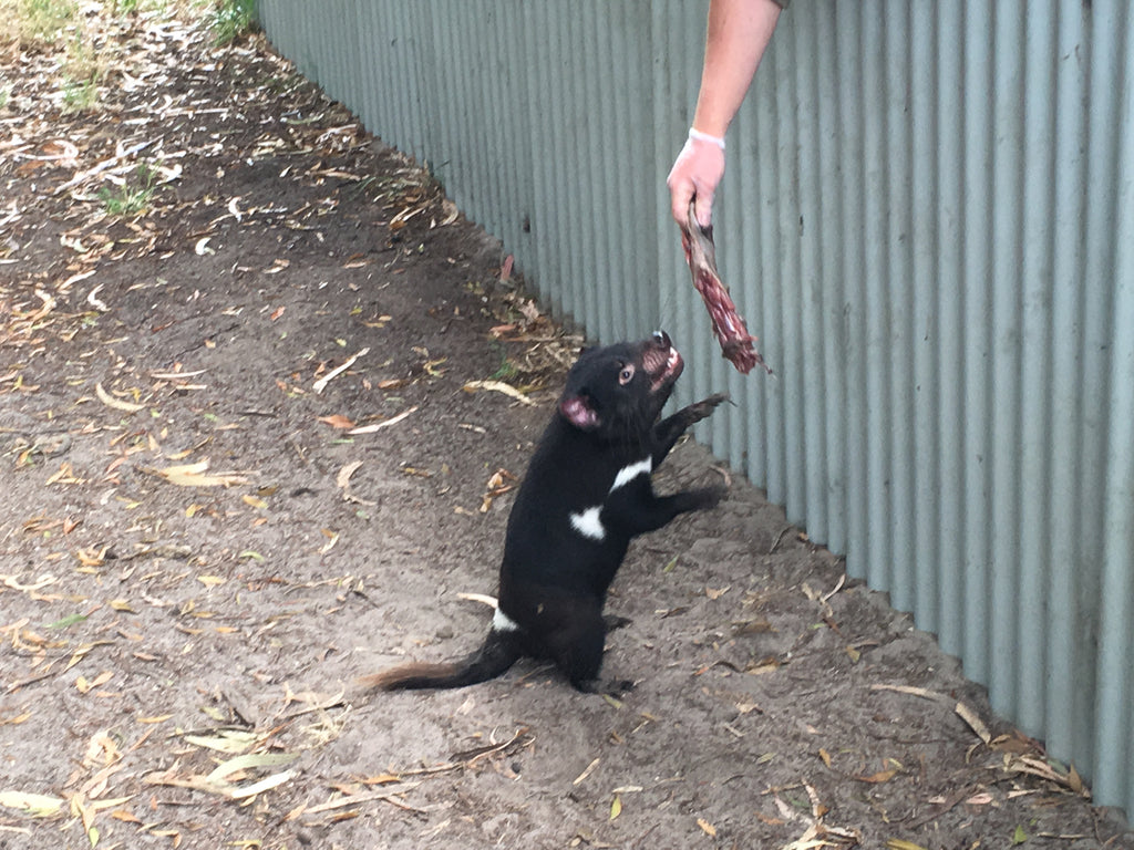 Tasmania Devil