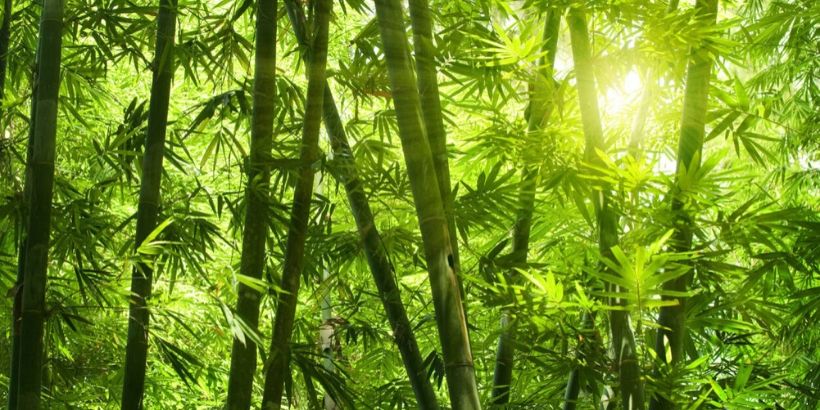 Bamboo for climate change mitigation
