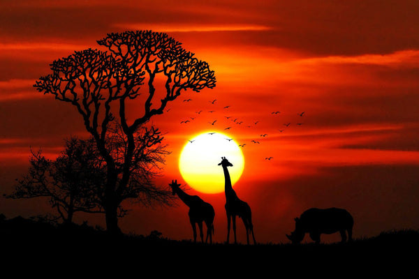 Safari Animals With Red Sun Set