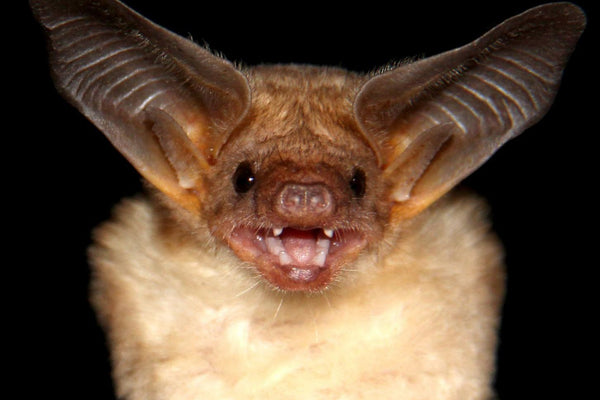 Bat On Black Night Background