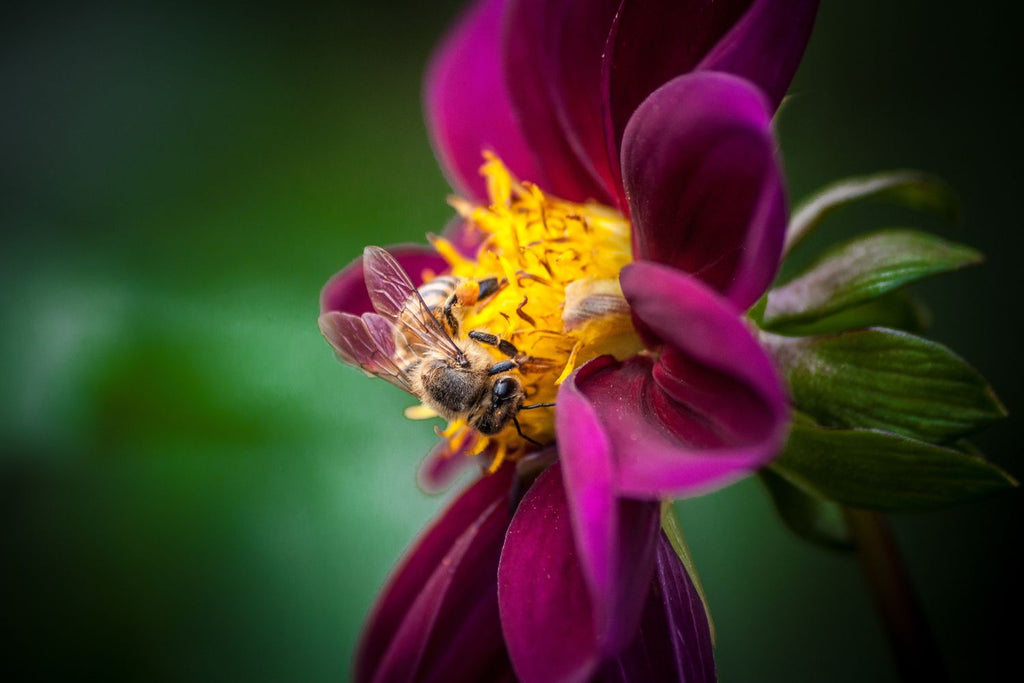 Beautiful Yellow & Black Bee Inside Purple & Yellow Flower With Green Background