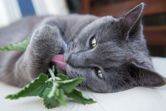 Cat Nip Uses In Skin Care - Grey Cat