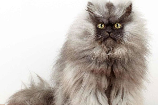 Colonel Meow With Grumpy Face