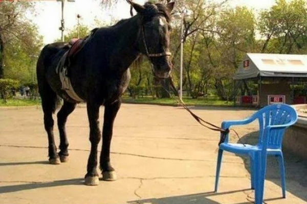 Horse Tied To Chair - Boundaries