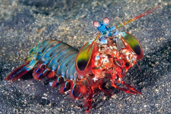 Peacock Mantis Shrimp Under Water