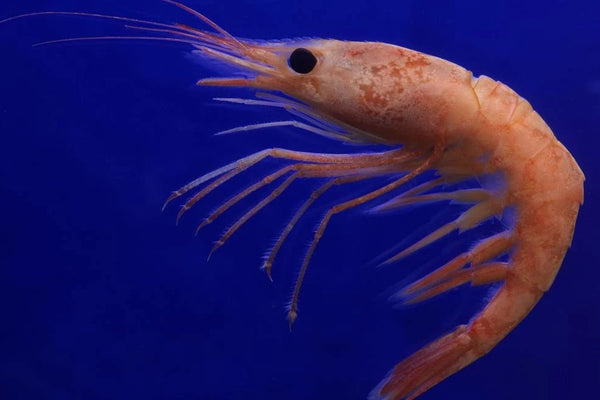 Pink Shrimp Swimming In Blue Water