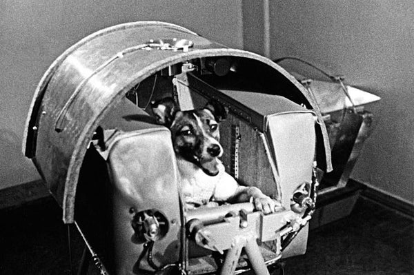 First space Dog Laika