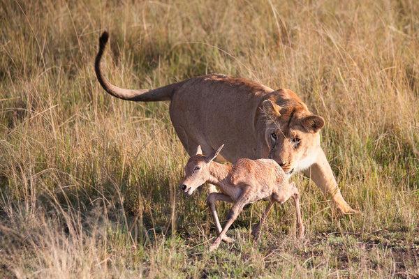 Lion Eating Gazelle