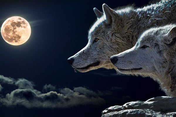 Beautiful Wolves With Glowing Moon