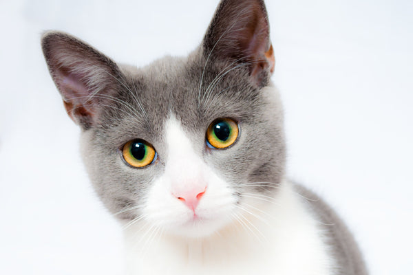 Adorable Grey Cat