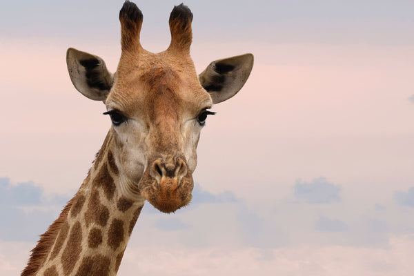 Beautiful Giraffe In Nature