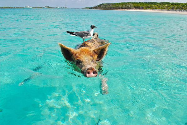 Pig Swimming With Bird On Back