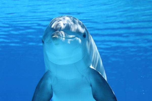 Beautiful Blue Dolphin 