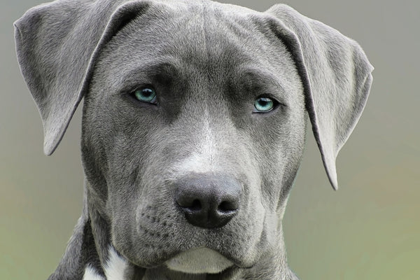 Grumpy Grey Dog With Blue eyes