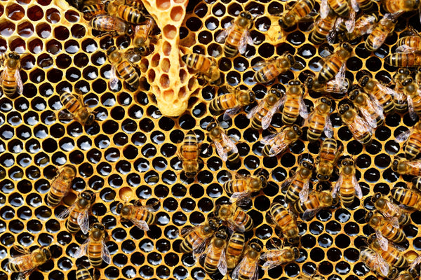 Busy Honeybees in Hive
