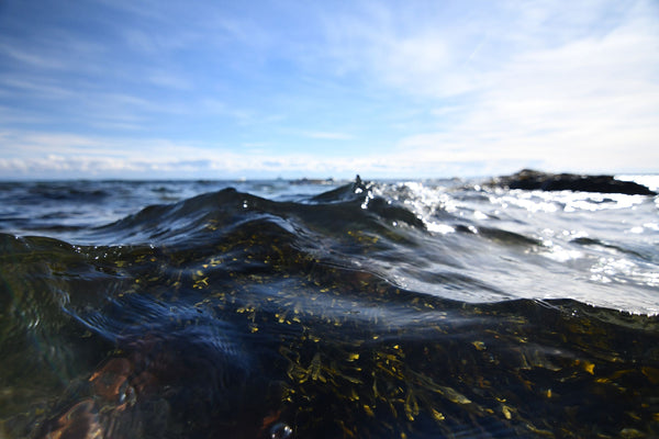 Seaweed floating in the deep blue sea