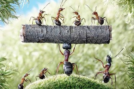 Strong Ants