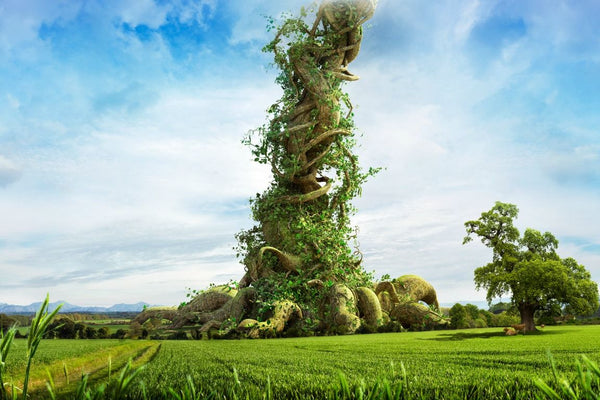 Magical Beanstalk on a summers day in nature