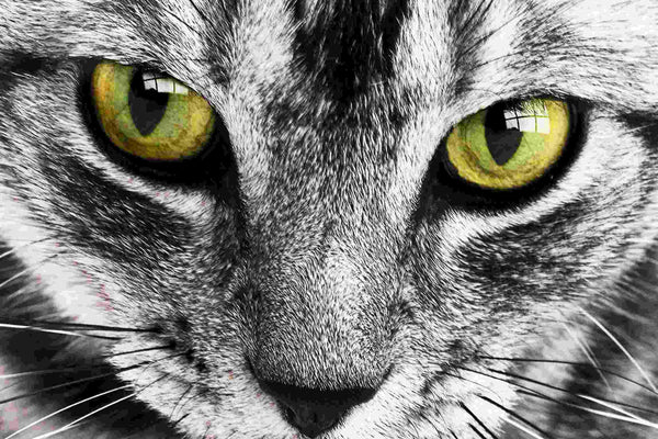 A close up of a cats face with green eyes