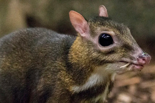 A wild chevrotain 3-2