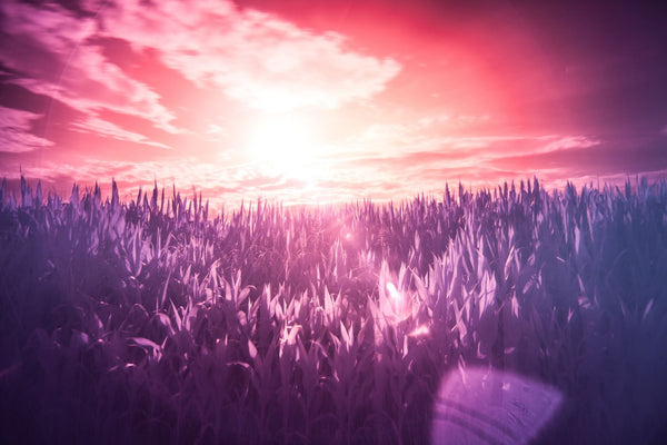 Dreamy Pink & Purple Landscape