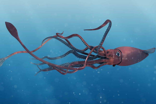 Giant Squid swimming 