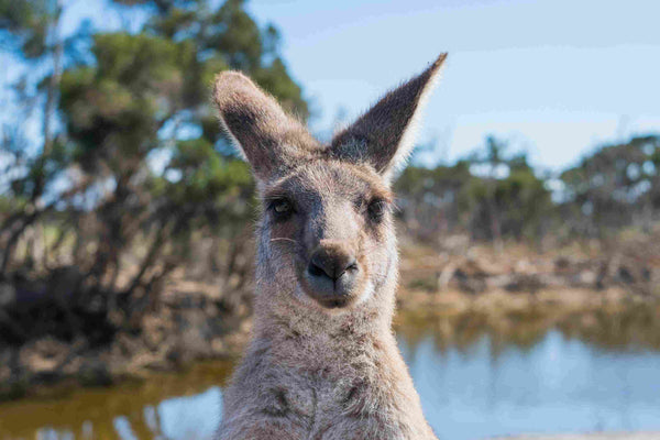 A kangaroo in Australia 
