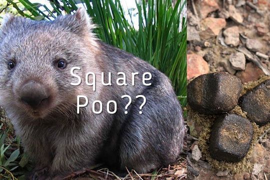 Wombat With Cubed Poo