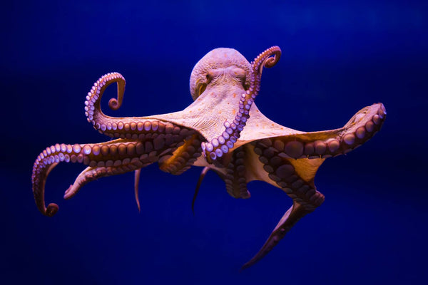 Octopus Swimming in the ocean