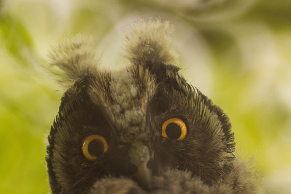 Close up of owls face and yellow eyes